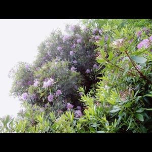 Meet your Posher, Tharsiny